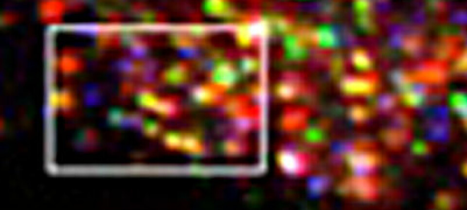 Bildet viser opptak av selvlysende nanopartikler i celler. De gule og fiolette prikkene er partikler som er transportert inn i cellen og har hopet seg opp. (Foto: Radiumhospitalet)