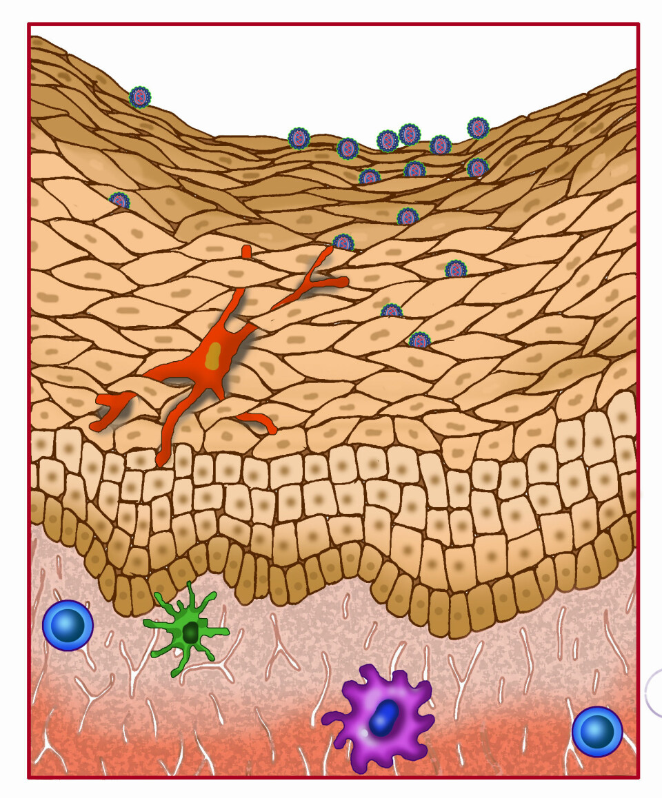 'Illustrasjonen viser hvordan HIV-viruset glir gjennom  de løst forbundne hudcellene, og inn til de ulike immuncellene det kan angripe.  (Illustrasjon: Ann Carias)'