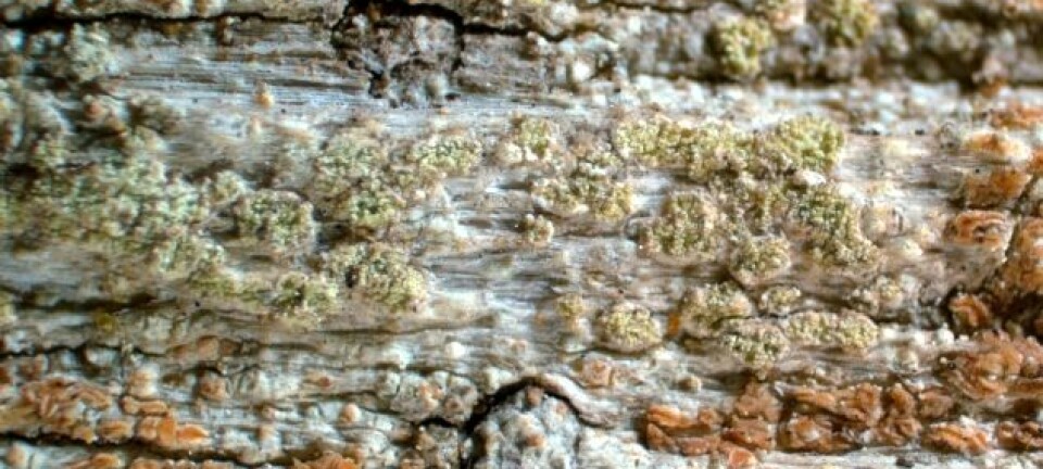 Laven Xylographa soralifera vokser på død ved, oftest på bartrær, gjerne i fjellskog.