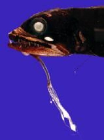 "Her ser man både tanngarden og den lange lysende utveksten som dragefisken lokker til seg byttet med. Foto: HARBOR Branch/T. Sutton." "Her ser man både tanngarden og den lange lysende utveksten som dragefisken lokker til seg byttet med. Foto: HARBOR Branch/T. Sutton."