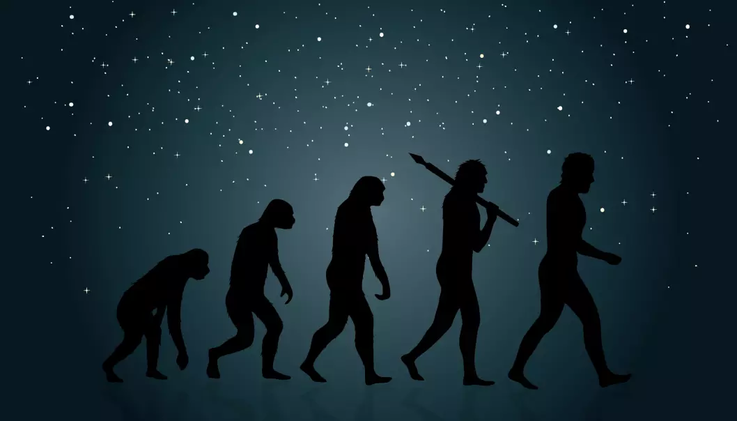 Det er en utbredt misforståelse at mennesket stammer fra apene. Men faktisk stammer både aper og mennesker fra en helt annen stamfar.