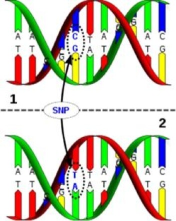 Figuren viser to DNA-tråder med én enkelt SNP - en baseparvariasjon. Figuren viser to DNA-tråder med én enkelt SNP - en baseparvariasjon.