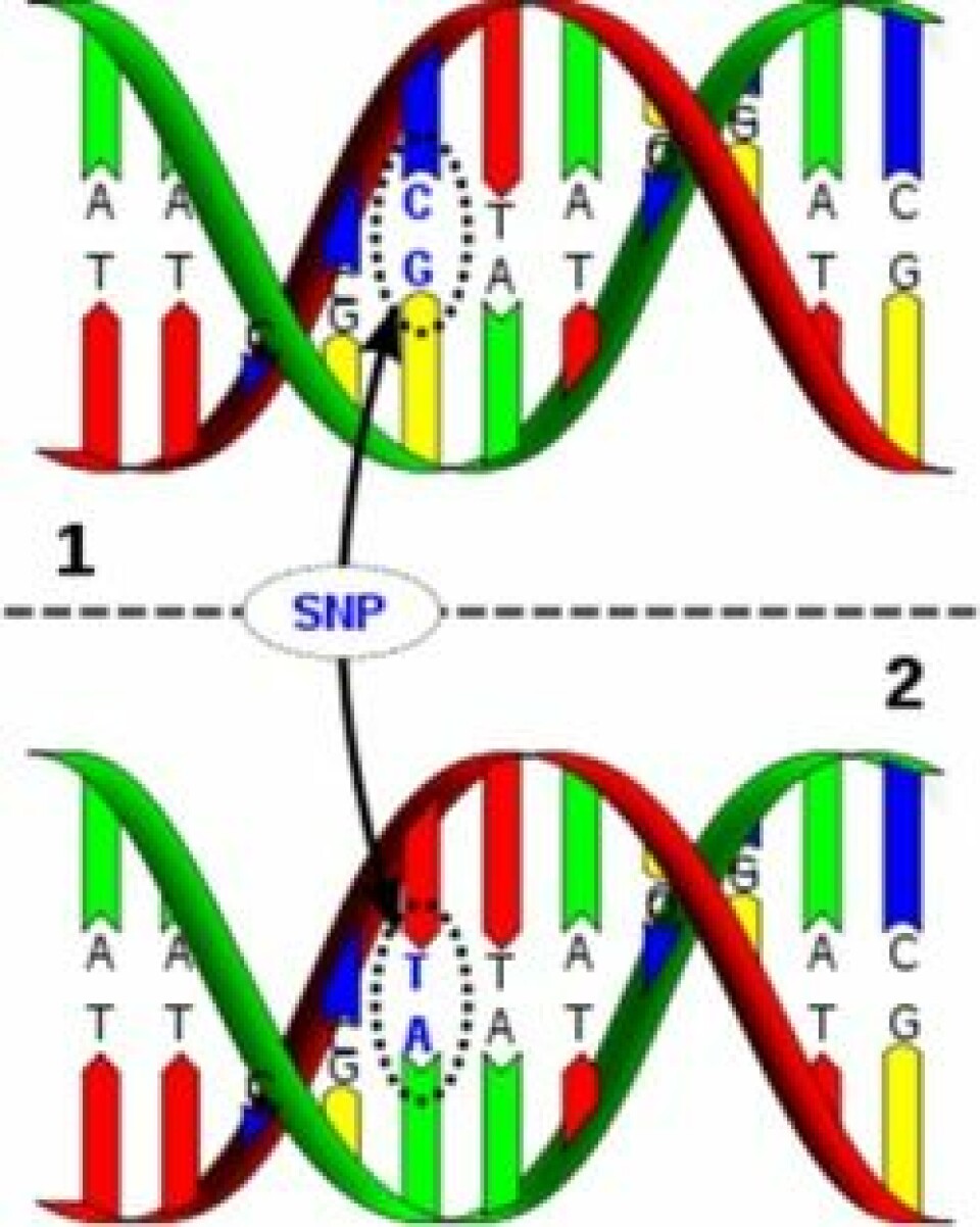 Figuren viser to DNA-tråder med én enkelt SNP - en baseparvariasjon.
