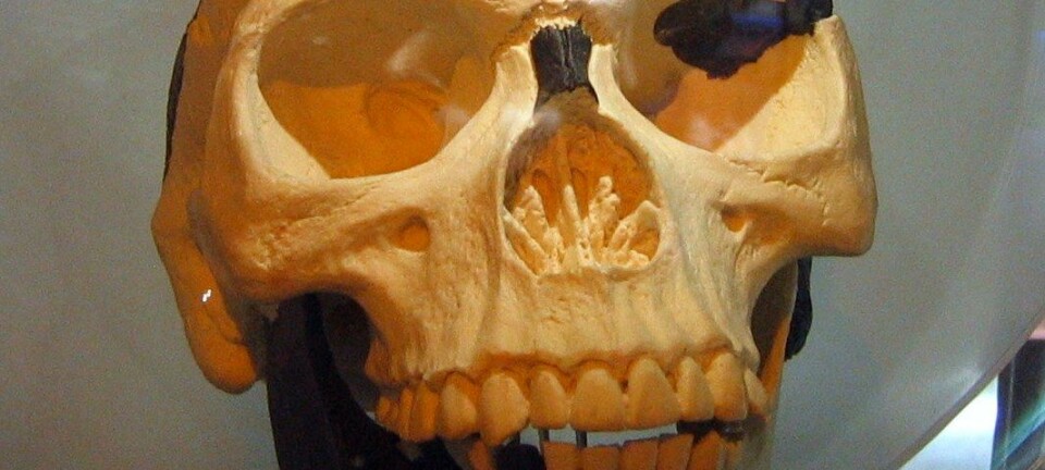 Kopi av Piltdown-menneskets hodeskalle. (Foto: Wikimedia Commons)