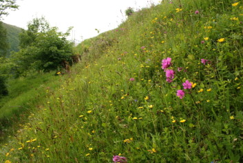 Nærbilde av flora på Ulvund. (Foto: Ellen Svalheim) Nærbilde av flora på Ulvund. (Foto: Ellen Svalheim)