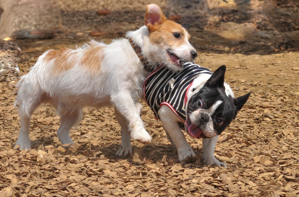 En Jack Russell-terrier og en fransk bulldog leker i parken. En av disse hundene kan forvente å leve i mange flere år enn den andre. Kan du gjette hvilken?
