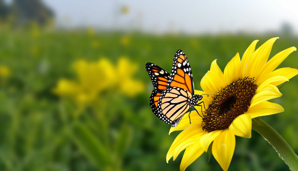 Denne monark-sommerfuglen og andre insekter er truet av kombinasjonen omfattende jordbruk og varmere klima.