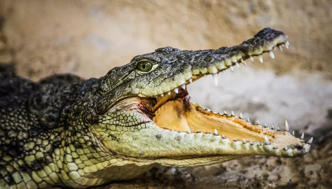 Krokodiller har ingen grunn til å smile. Over halvparten av dem kan være i ferd med å bli borte.
