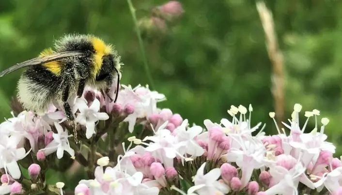 Slik kan du hjelpe blomster og bier