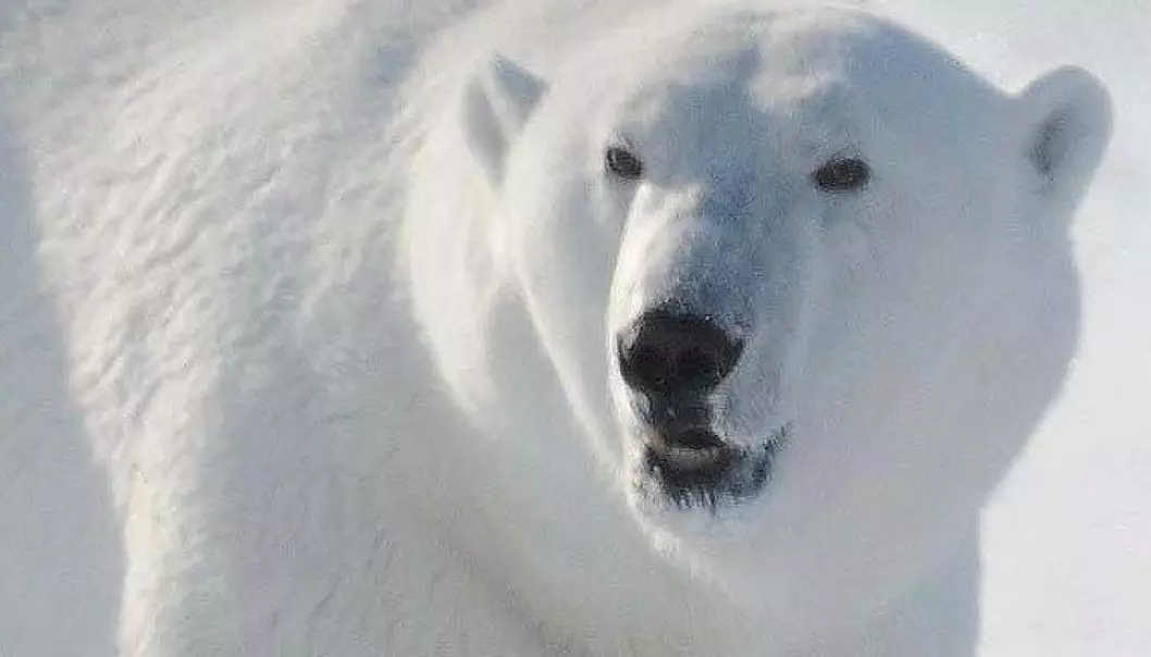 Var den første isbjørnen norsk?
