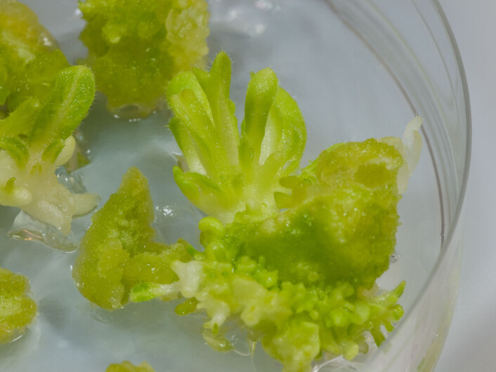 Tobakksplanten er velegnet til vaksineproduksjon. (Foto: Bioforsk) Tobakksplanten er velegnet til vaksineproduksjon. (Foto: Bioforsk)