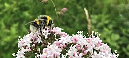 Pollinators feed the world - now they need our help