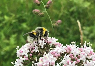 Pollinators feed the world - now they need our help