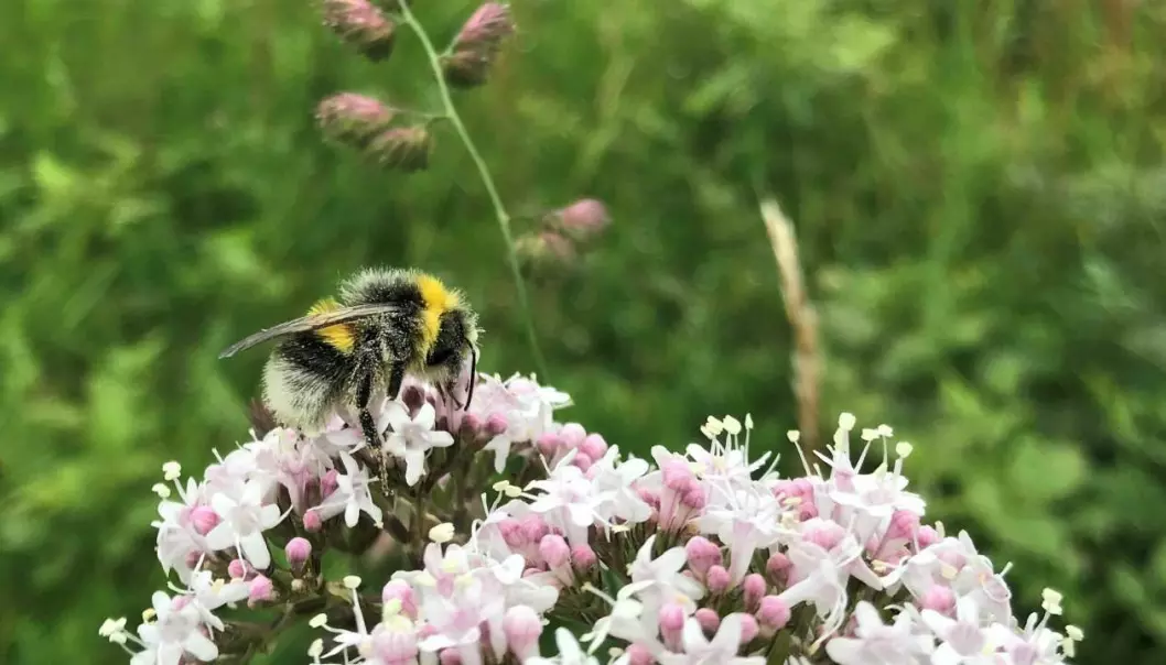 Pollinating insects are exposed to a number of threats. Now they need our help.