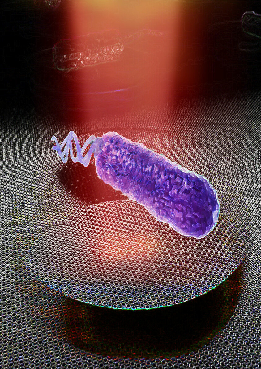 Illustrasjon av en bakterie på en grafénplate med mikrofoner.
