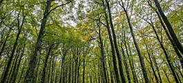 Bjørk og furu trues av klimaendringene i norske skoger