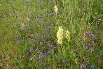Nærbilde fra artsrik slåttemark med blomstrende søstermarihånd, engtjæreblom og blåfjær på Øvre Blika i Seljord kommune. (Foto: Ellen Svalheim) Nærbilde fra artsrik slåttemark med blomstrende søstermarihånd, engtjæreblom og blåfjær på Øvre Blika i Seljord kommune. (Foto: Ellen Svalheim)