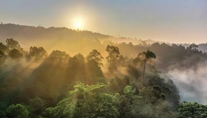 På Brunei vokser urskog som er minst 4 millioner år gammel