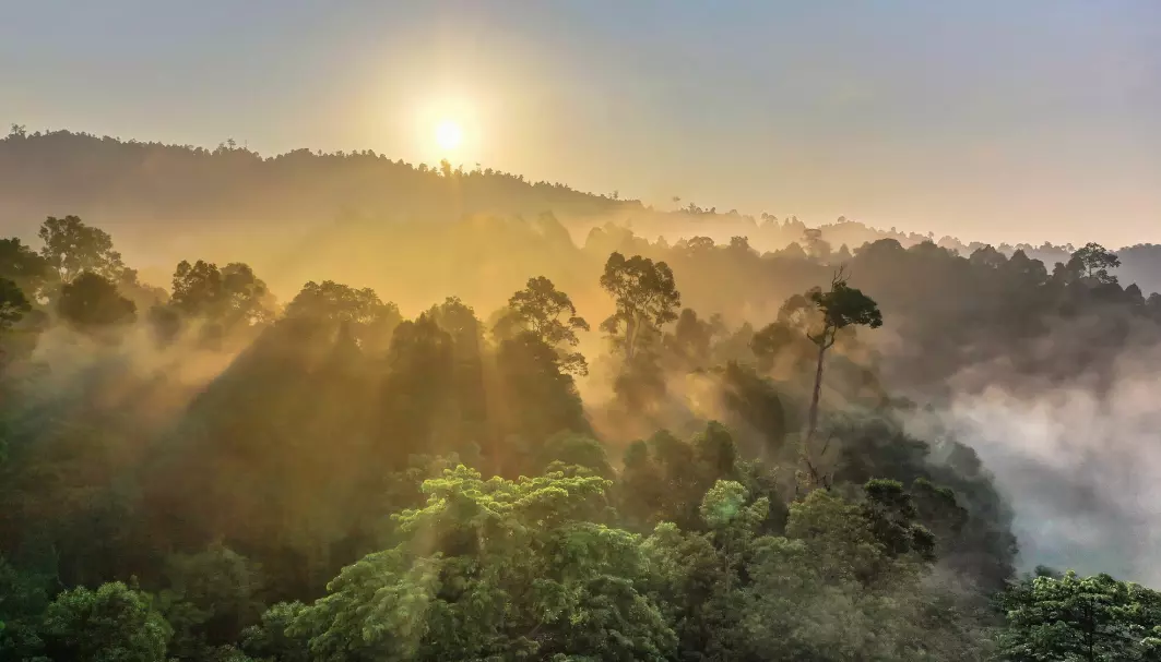 Skogen på Borneo er et av verdens mest mangfoldige økosystem. Regnskogen er truet av menneskelige aktiviteter.