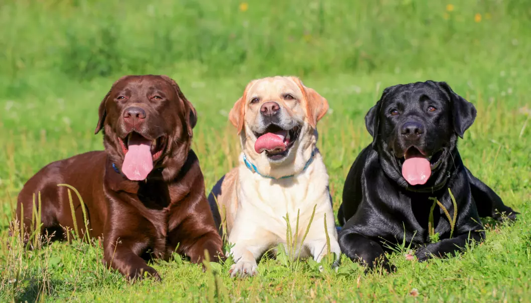 Labrador retriever oppfattes av mange som en typisk snill familiehund. Men at ulike hunderaser har visse egenskaper, stemmer bare i begrenset grad med hva forskerne bak en ny stor studie finner. Hunder er først og fremst enkeltindivider.