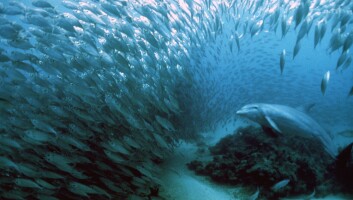 "Delfinen bruker ekkoet fra høyfrekvente lyder for å lokalisere fisk... (Foto: Colorbox.com)" "Delfinen bruker ekkoet fra høyfrekvente lyder for å lokalisere fisk... (Foto: Colorbox.com)"