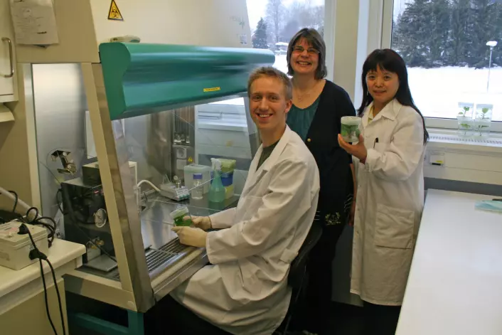Jakten på en ny vaksine. Fra venstre Even Sannes Riiser, Sonja Klemsdal og Jihong Liu Clarke. (Foto: Erik Lysøe)