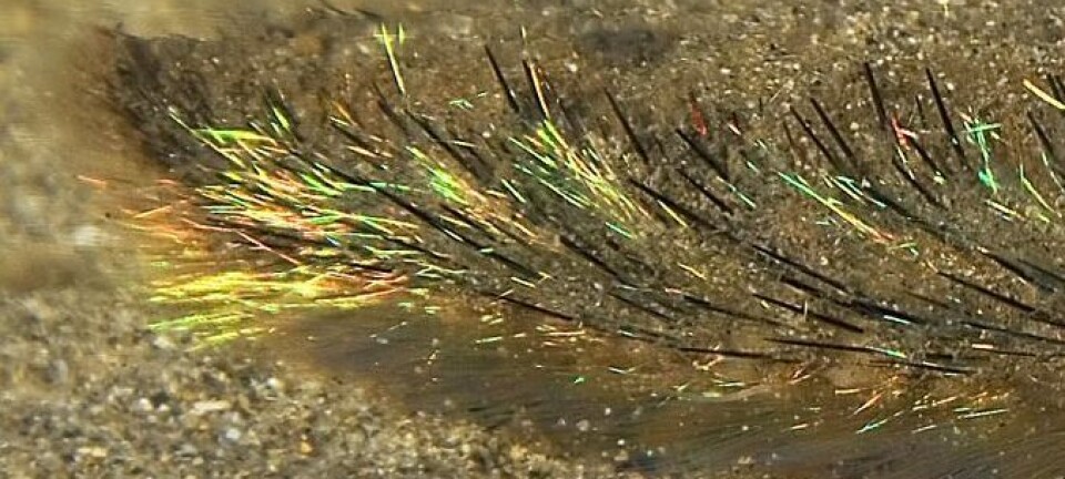 Gullmusa er ein liten og fargerik fleirbørsteorm. (Foto: Wikimedia Commons)