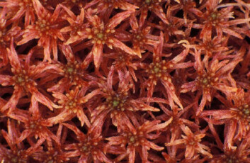 "SPHAGNUM WARNSTORFII: Ein mjuk, liten vekst med makt til å endre klimaet på kloden. Foto: Kjell Ivar Flatberg, NTNU-Vitenskapsmuseet." "SPHAGNUM WARNSTORFII: Ein mjuk, liten vekst med makt til å endre klimaet på kloden. Foto: Kjell Ivar Flatberg, NTNU-Vitenskapsmuseet."