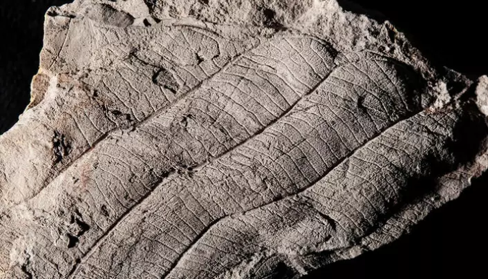 Fossil av et digert blad fra et Dipterocarp-tre.