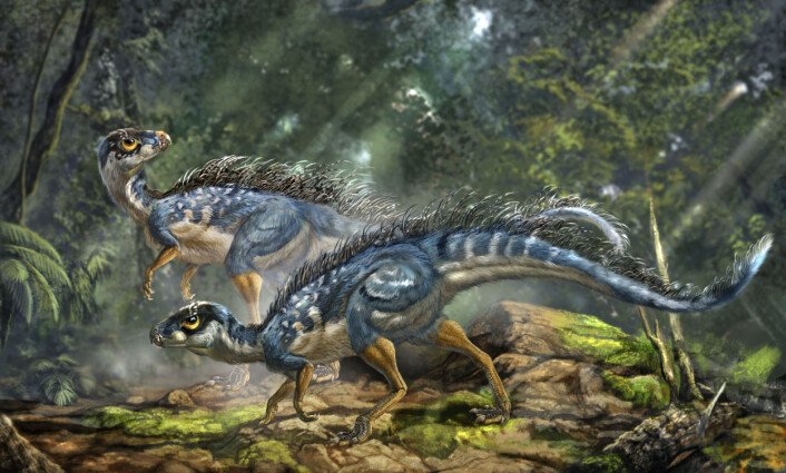 Rekonstruksjon av Tianyulong confuciusi, en fjærkledd, planteetende dinosaur. (Illustrasjon: Li-Da Xing) Rekonstruksjon av Tianyulong confuciusi, en fjærkledd, planteetende dinosaur. (Illustrasjon: Li-Da Xing)
