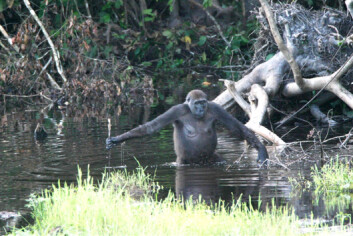 "Her har gorillaen funnet grenen som den støtter seg på og måler vanndybden med. (Foto: T. Breuer et al., PloS Biology 3, November 2005)" "Her har gorillaen funnet grenen som den støtter seg på og måler vanndybden med. (Foto: T. Breuer et al., PloS Biology 3, November 2005)"