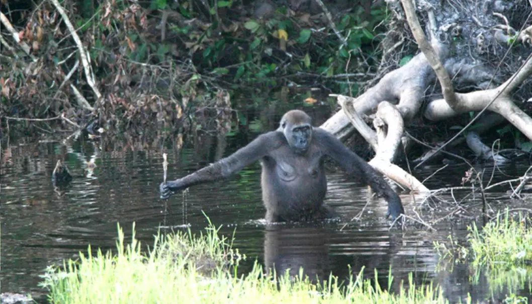 Gorilla med stokk sjekker vannet
