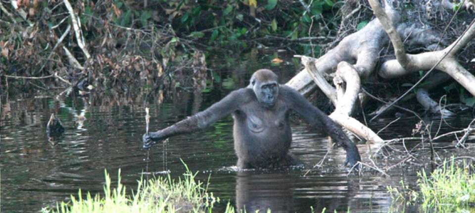 "Her har gorillaen funnet grenen som den støtter seg på og måler vanndybden med. (Foto: T. Breuer et al., PloS Biology 3, November 2005)"