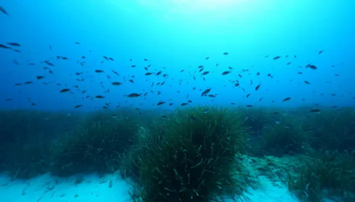 Forskerne undersøkte havbunnen under en type sjøgress som vokser i Middelhavet. Men kanskje kan det finnes sukker også under andre typer sjøgress.