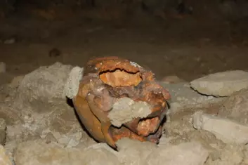 "Denne skallen funnet utenfor Roma ble i 1938 - feilaktig - tolket som restene av rituell kannibalisme, og satte igang spekulasjoner om neandertalernes åndsliv. Diskusjonen går fremdeles. Foto: Erik Tunstad"