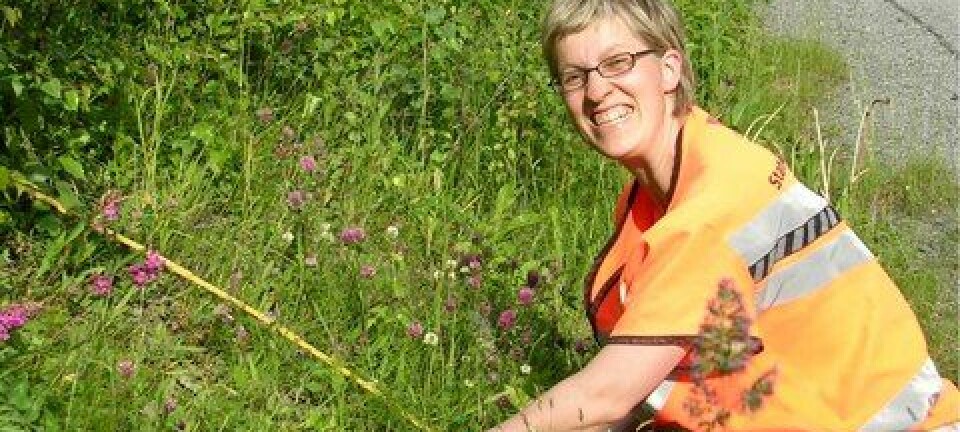 Med saks og sigd har Inger Auestad undersøkt plantelivet i vegkanten. (Foto: Hanne K. Sickel)
