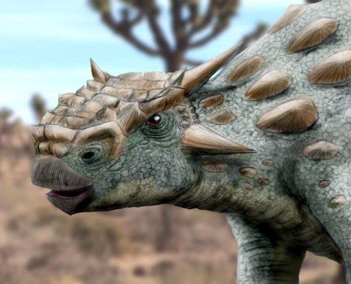 "Fossilet etter denne dinosauren, Minotaurasaurus ramachandrani, er opphavet til kontrovers i forskermiljøene (Illustrasjon: Arthur Weasley, Wikimedia Commons)" "Fossilet etter denne dinosauren, Minotaurasaurus ramachandrani, er opphavet til kontrovers i forskermiljøene (Illustrasjon: Arthur Weasley, Wikimedia Commons)"