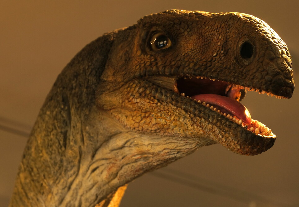 Du kan se en modell av plateosaurusen på Naturhistorisk museum i Oslo.