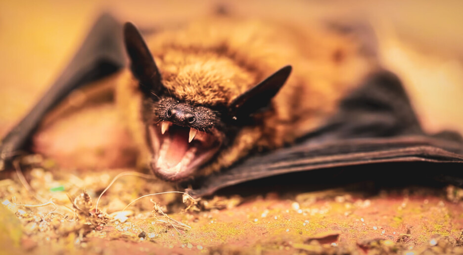 Dyr har blitt «klimaflyktninger». Det gir økt risiko for nye epidemer