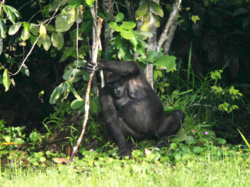 "Stokken brukes av gorillaen til å holde balansen mens den drar til seg blader. (Foto: T. Breuer et al., PloS Biology 3, November 2005)" "Stokken brukes av gorillaen til å holde balansen mens den drar til seg blader. (Foto: T. Breuer et al., PloS Biology 3, November 2005)"