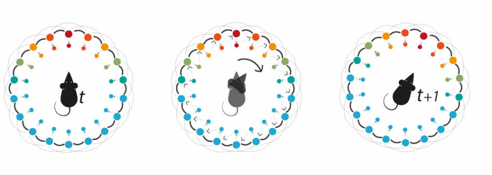 Schematics of the CAN network for calculation of direction. Neural cells are represented by color circles organised according to the direction that they are coding for. The redder the circle, the more the neural cell is active. The outer circle are nerve cells coding only for head direction of the rat. The inner circle represents the super calculator cells that were hypothesise theoretically, and where Boccara now has confirm their existence. Note how the super-calculating neurons help the direction cells to follow the head position of the animal.