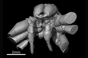 Den 49 millioner år gamle edderkoppen framstår i spektakulær oppløsning takket være en ny, avansert analysemetode. (Foto: The University of Manchester)
