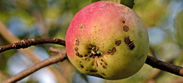 Slik kan du bli kvitt svarte prikker på eplene i hagen