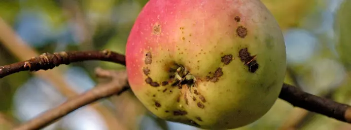 Slik kan du bli kvitt svarte prikker på eplene i hagen