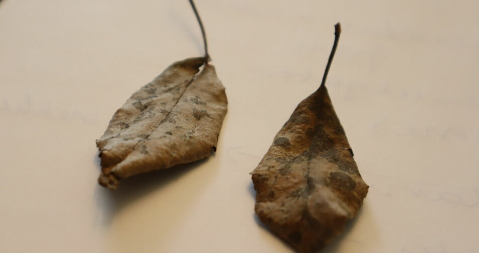 Soppsmitten overvintrer på bladene, og kan infisere treet via luften.