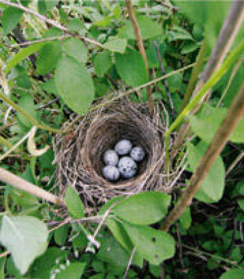 Gjøkhunnen har gjennom evolusjonen utviklet egg som etterlikner vertseggene, såkalt eggmimikry. I mange tilfeller er det utrolig gode etterlikninger. (Foto: Bård Stokke) Gjøkhunnen har gjennom evolusjonen utviklet egg som etterlikner vertseggene, såkalt eggmimikry. I mange tilfeller er det utrolig gode etterlikninger. (Foto: Bård Stokke)