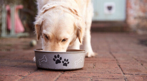 Hvor ofte bør hunden få mat?