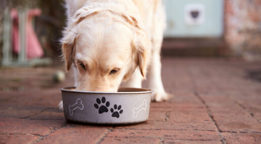 Hvor ofte bør hunden få mat? Hvor ofte bør hunden få mat?