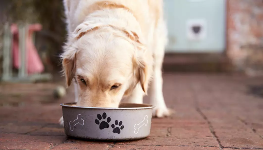 Noen hunder får mat en gang om dagen til samme tid, mens andre har et friere opplegg.