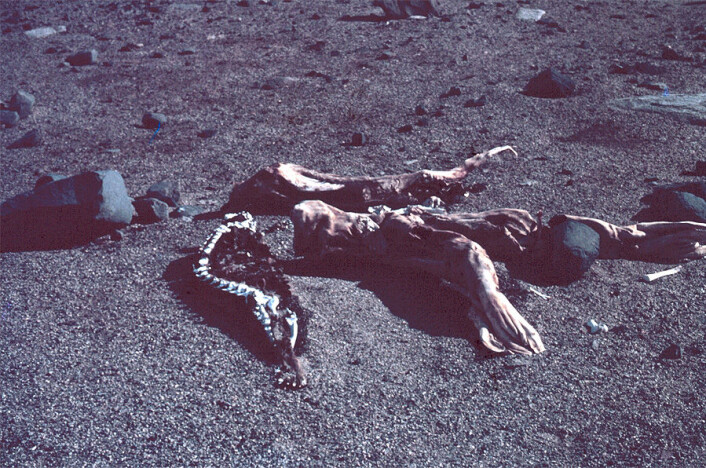 Forskerne har enda ikke bestemt dødsåret på de frysetørrede selene i Dry Valley, men de gjetter på at de kan være opp til 500 år gamle. (Foto: Fred Walton, NOAA) Forskerne har enda ikke bestemt dødsåret på de frysetørrede selene i Dry Valley, men de gjetter på at de kan være opp til 500 år gamle. (Foto: Fred Walton, NOAA)